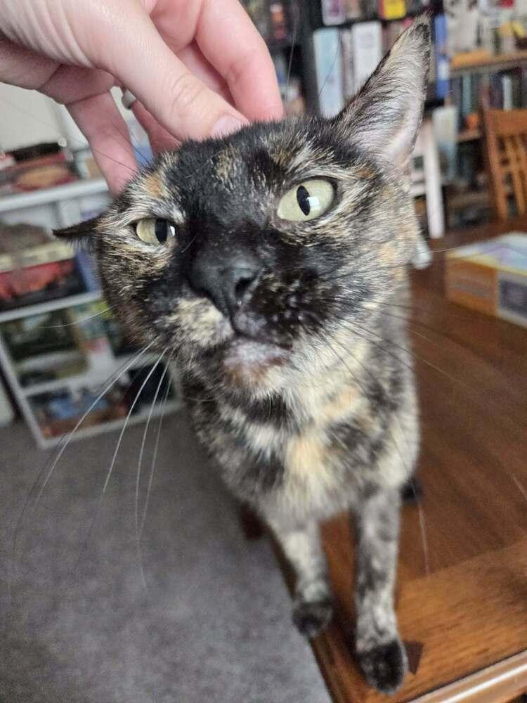 Mommy Mummy (FIV+), Adoptable, Adult Female Domestic Short Hair.