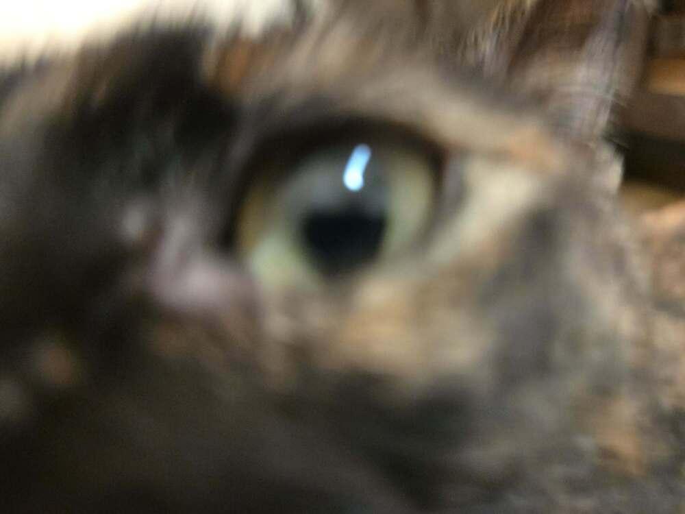 Mommy Mummy (FIV+), a Adoptable mixed breed in Plymouth, MI image 2/5