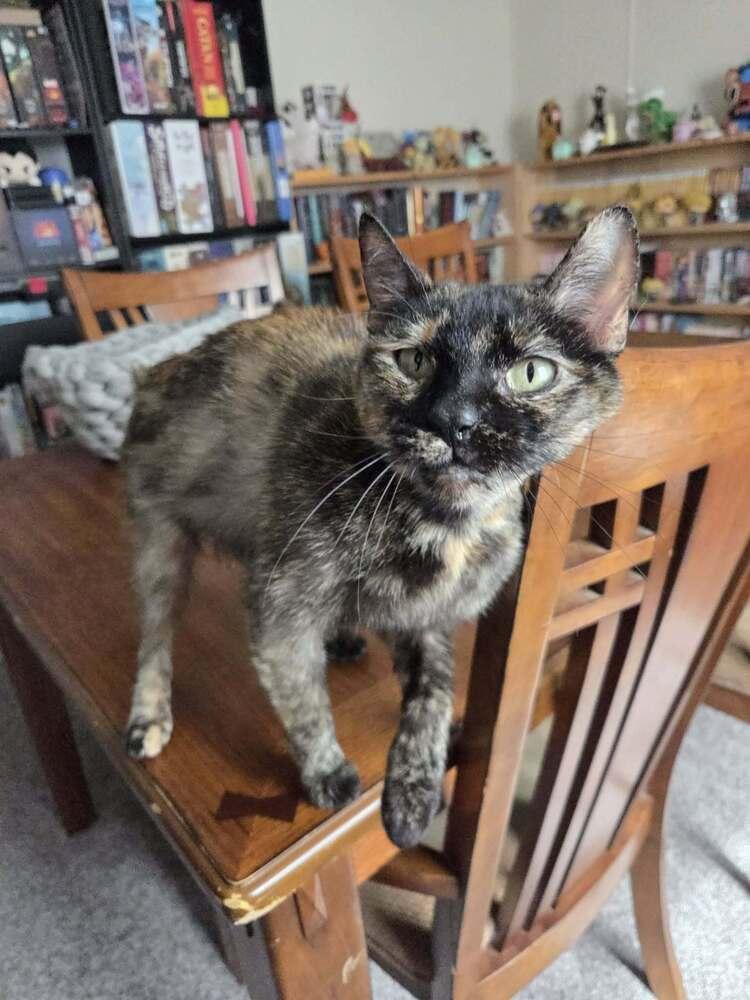 Mommy Mummy (FIV+), a Adoptable mixed breed in Plymouth, MI image 4/5