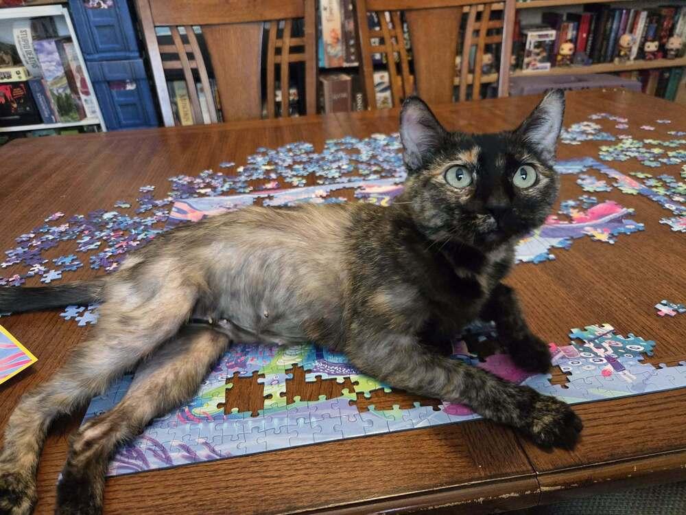 Mommy Mummy (FIV+), a Adoptable mixed breed in Plymouth, MI image 5/5