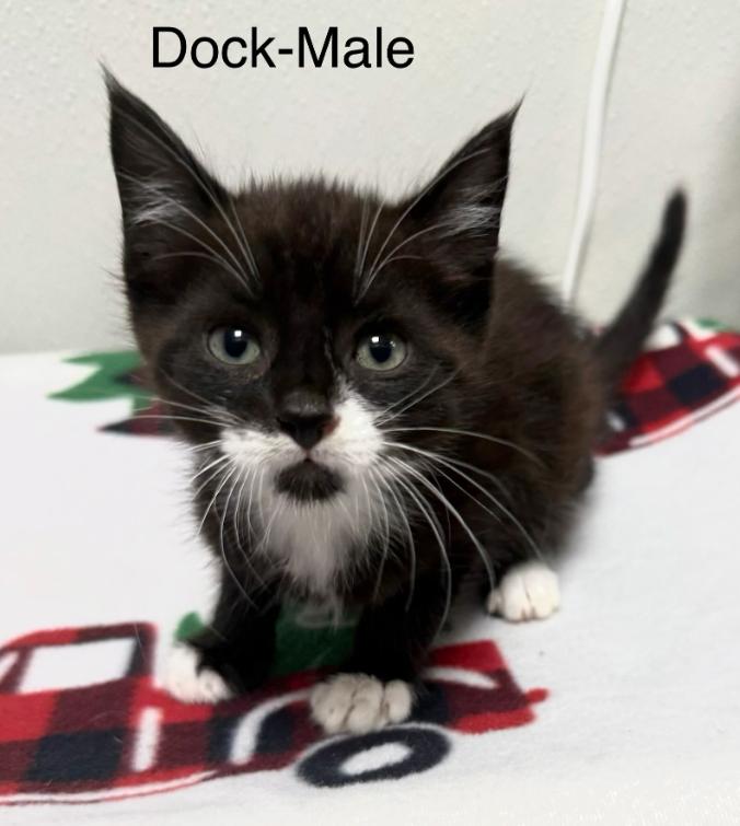 Enlarge Dock, a Adoptable Domestic Short Hair in Hornell, NY image 1/1
