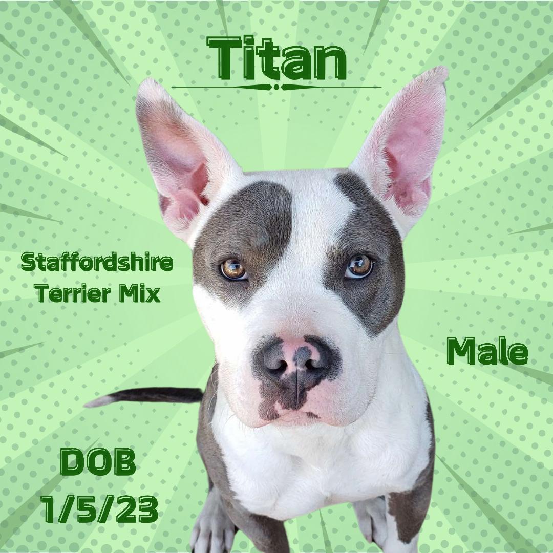 Titan, Adult Male American Staffordshire Terrier