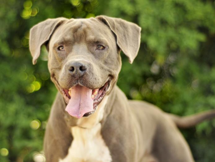 Enlarge PICKLE, a Adoptable Boxer in Tavares, FL image 1/1