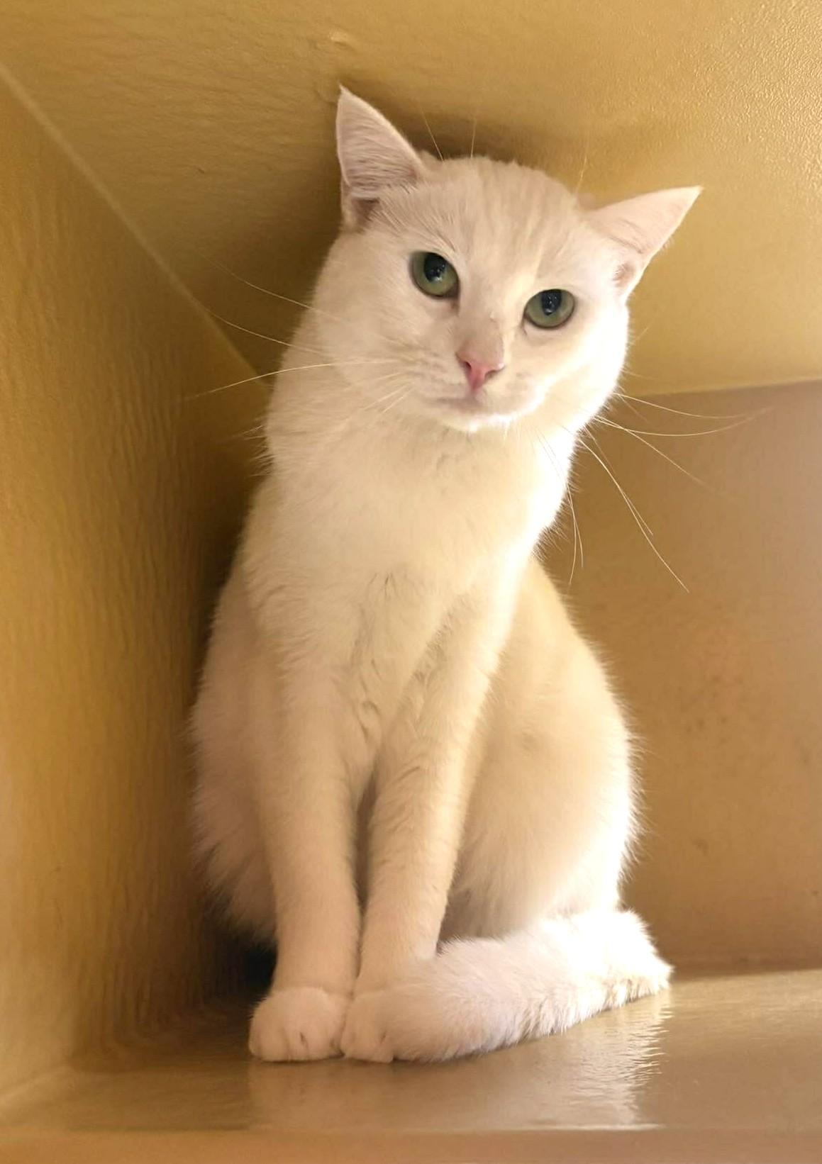 Enlarge X-23, a Adoptable mixed breed in City of Industry, CA image 6/6