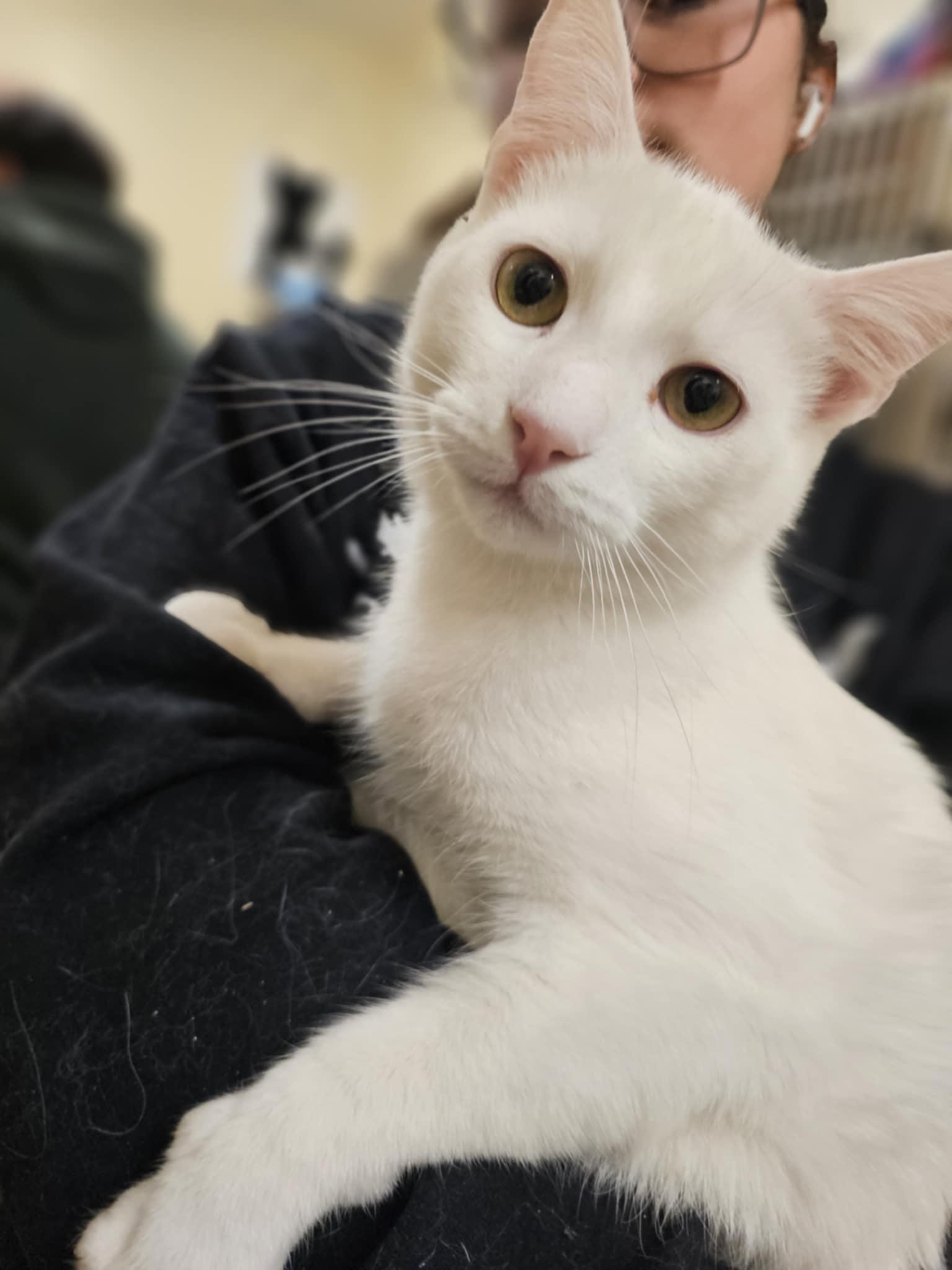 Enlarge X-23, a Adoptable mixed breed in City of Industry, CA image 4/6