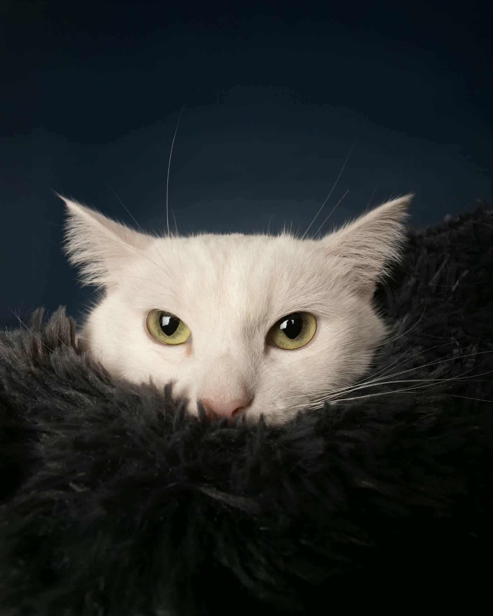 Enlarge X-23, a Adoptable mixed breed in City of Industry, CA image 3/6