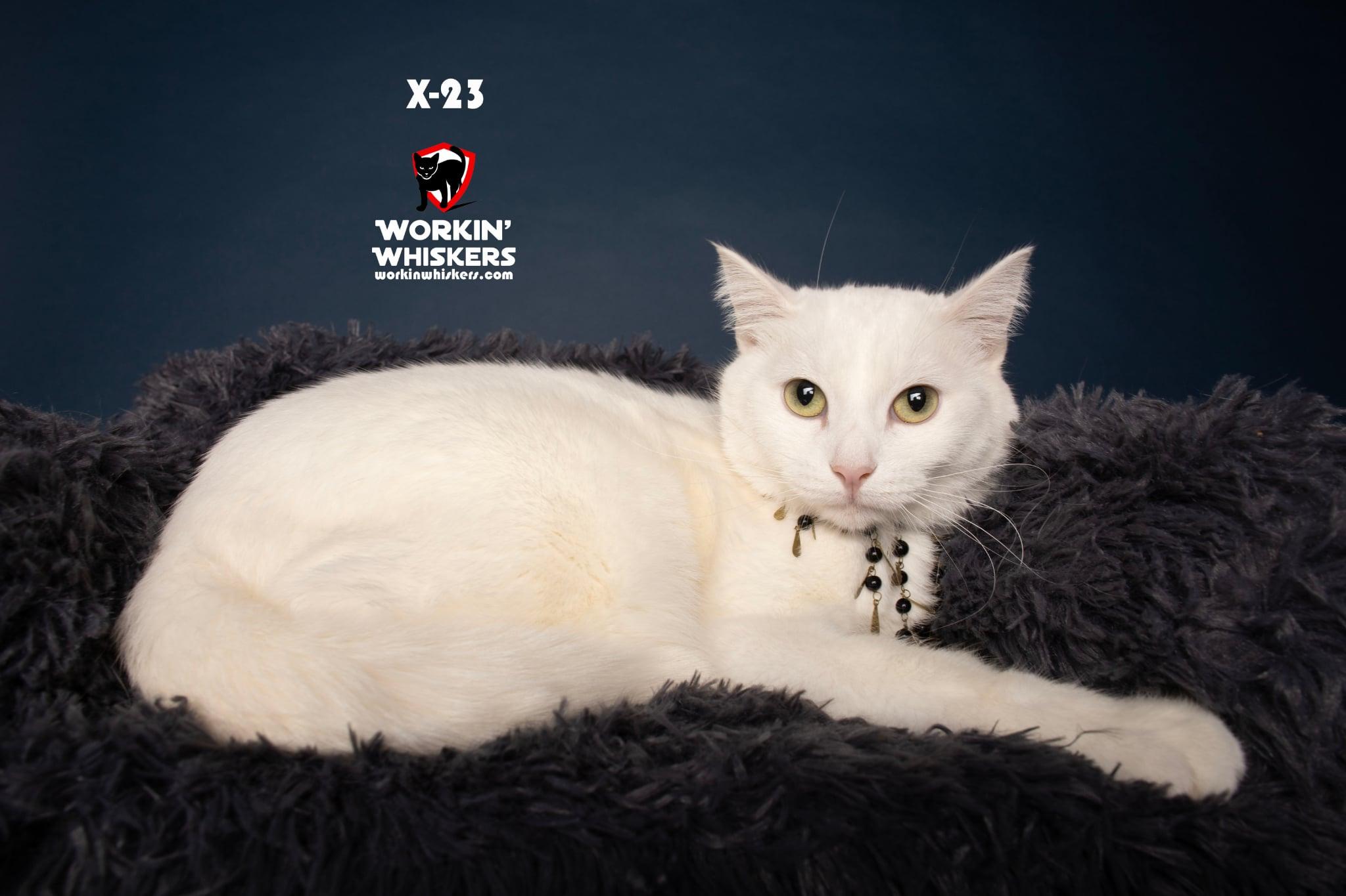 Enlarge X-23, a Adoptable mixed breed in City of Industry, CA image 1/6