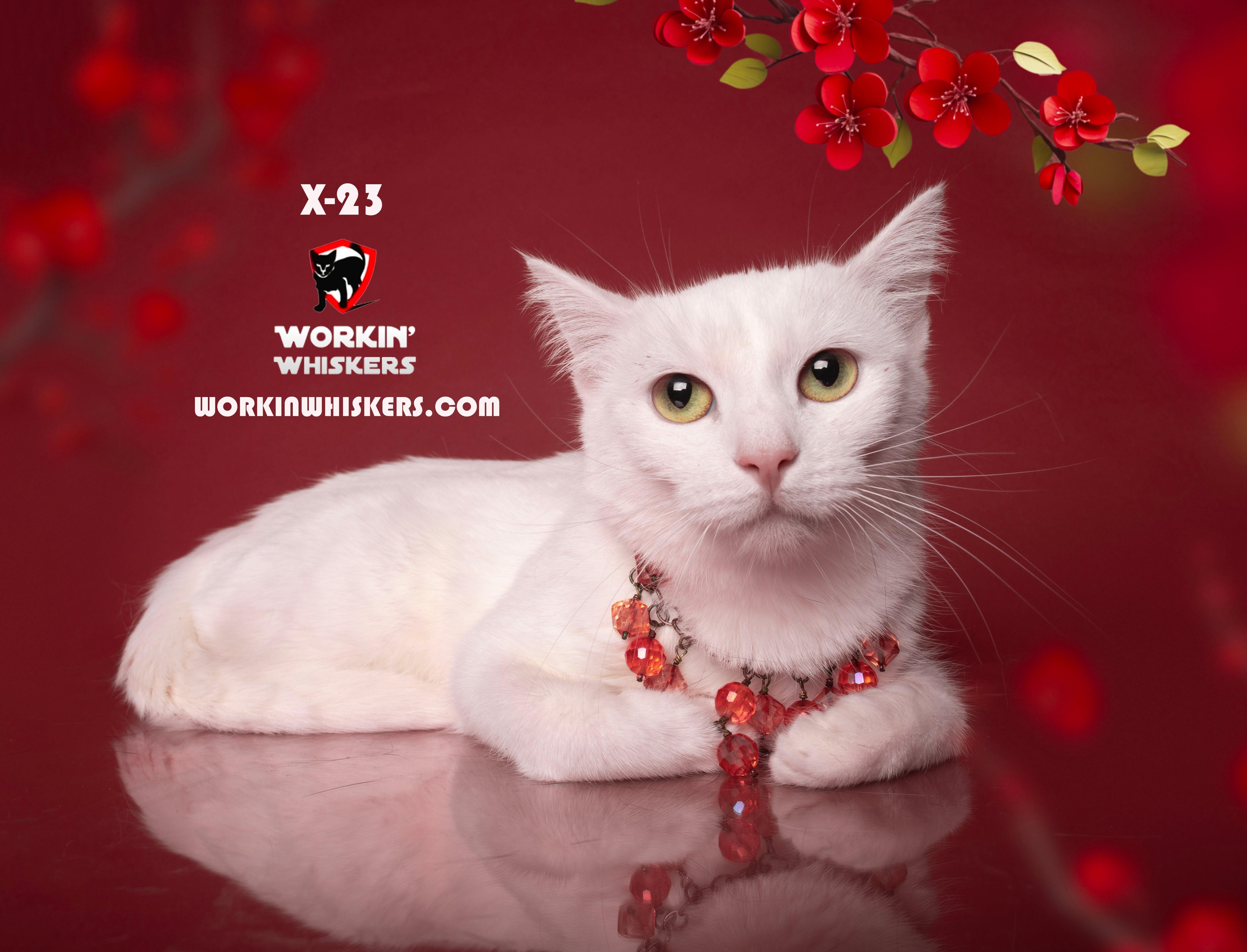 Enlarge X-23, a Adoptable mixed breed in City of Industry, CA image 5/6