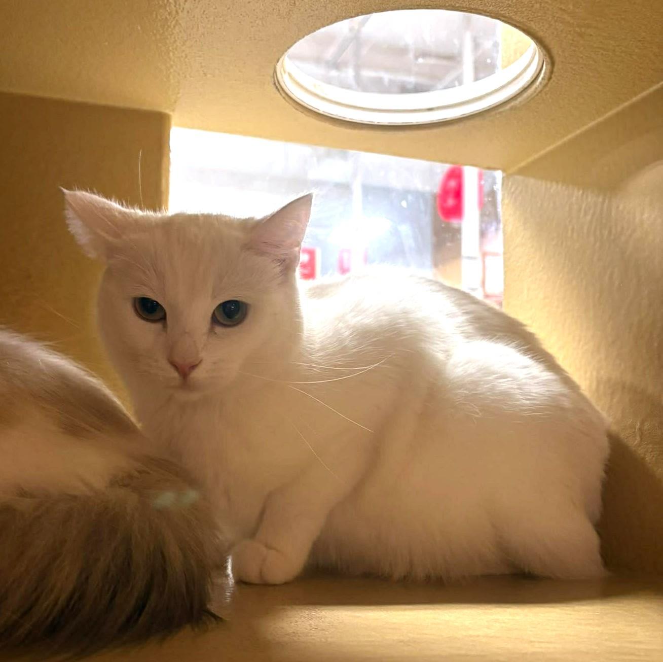 Enlarge X-23, a Adoptable mixed breed in City of Industry, CA image 2/6