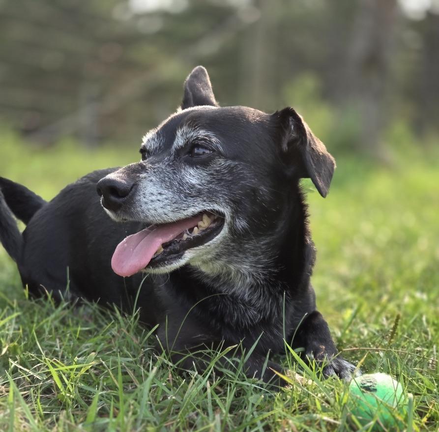 Toby, Adoptable, Adult Male Chihuahua & Dachshund.