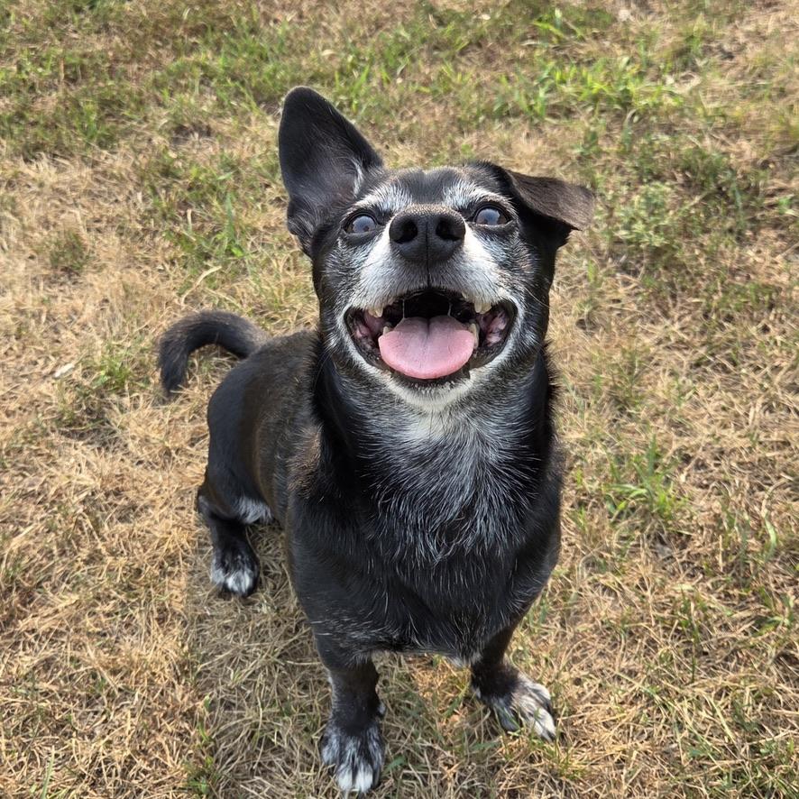 Enlarge Toby, a Adoptable mixed breed in Park Rapids, MN image 2/2