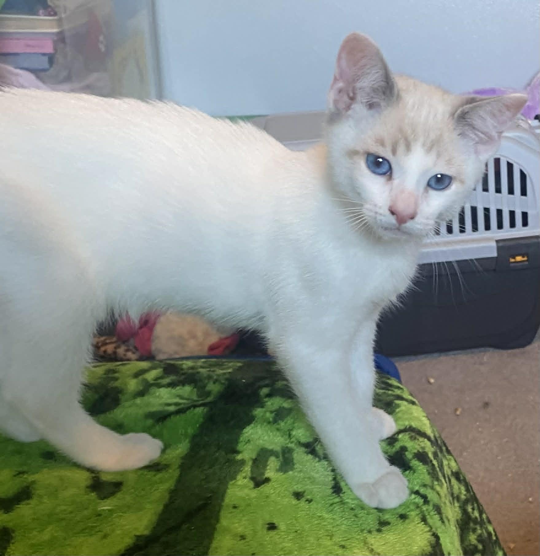 Maxim, an adopted Siamese in Rochester, WA image 2/2