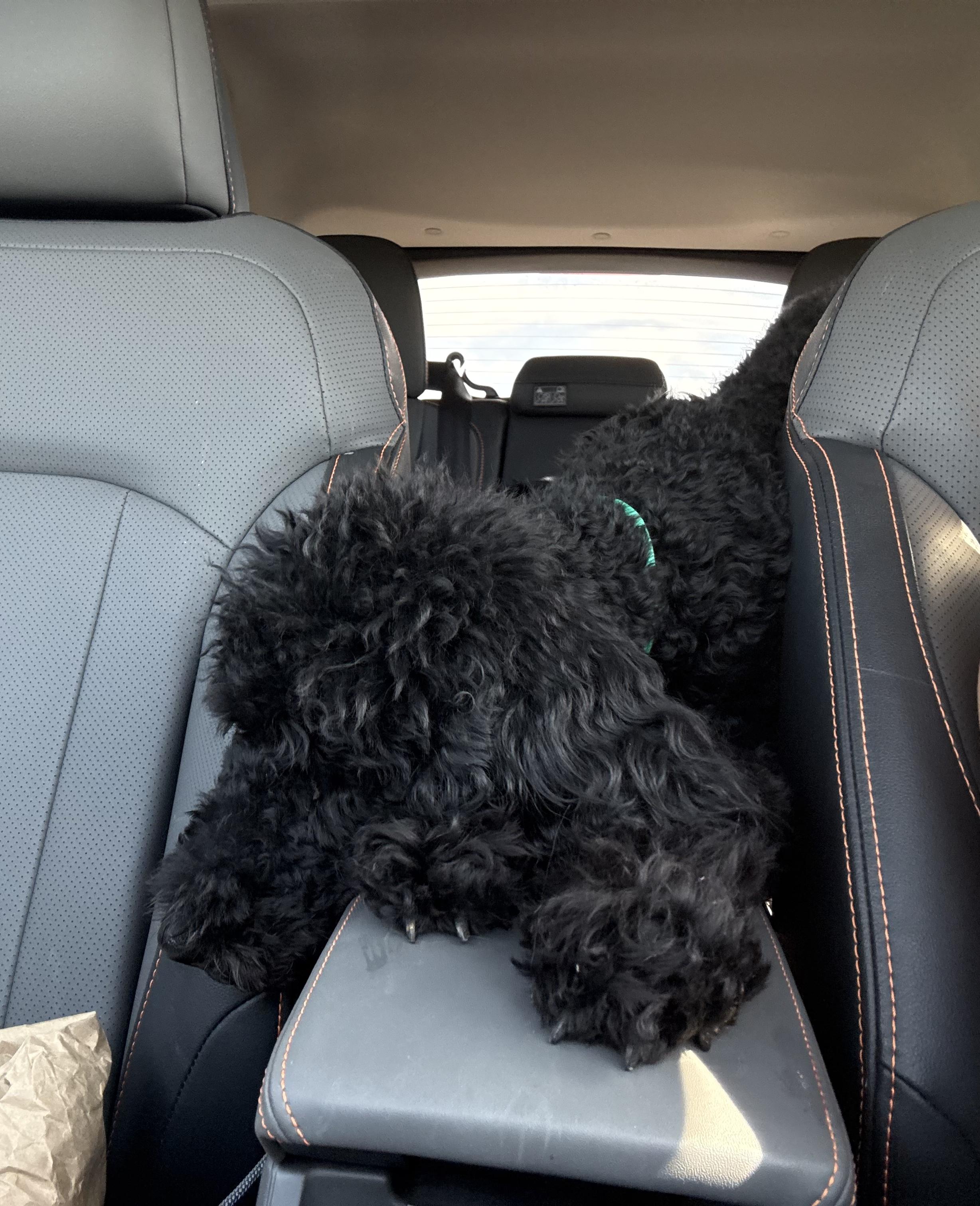 Enlarge IVY, an adopted Poodle in Monroe Township, NJ image 2/5