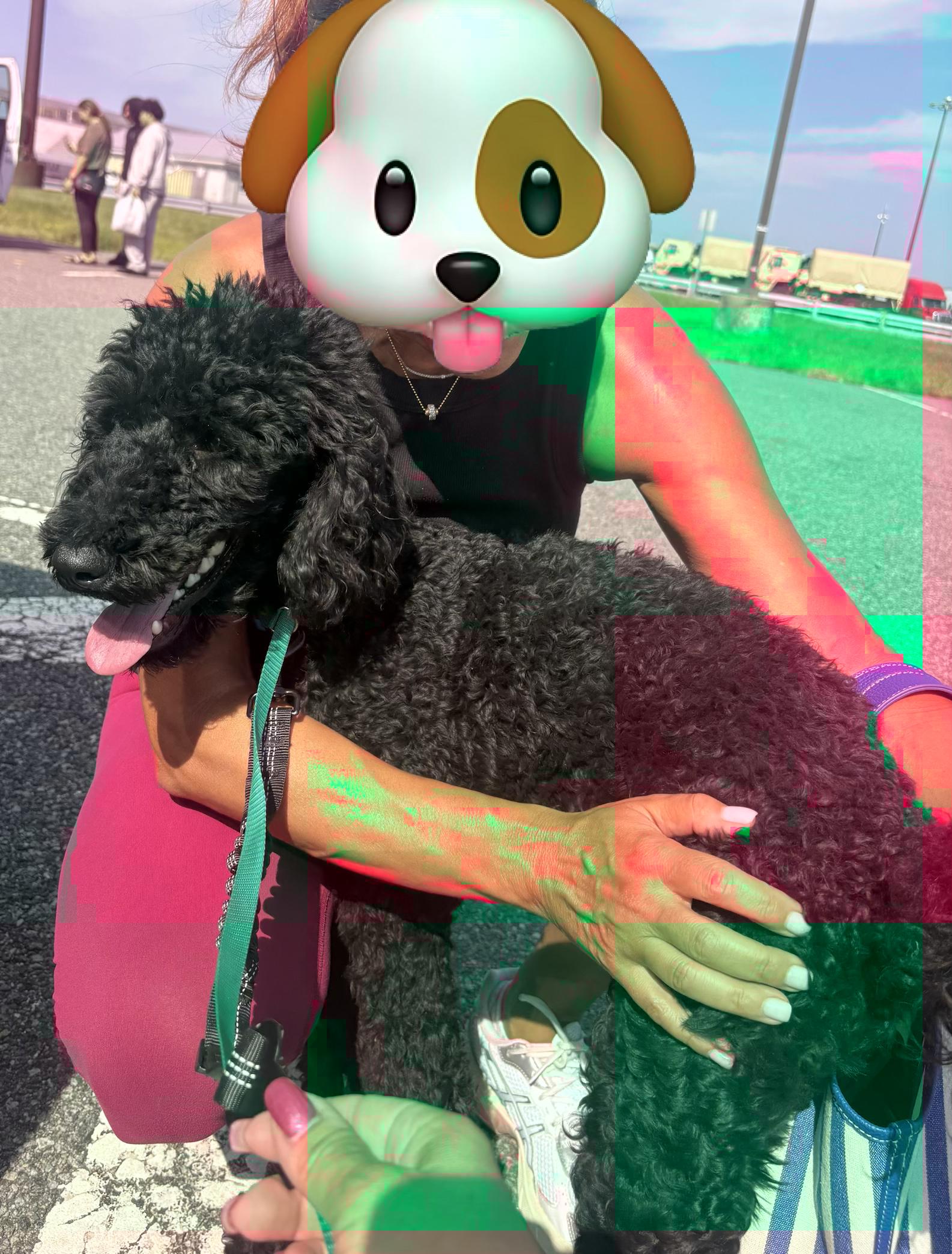 Enlarge IVY, an adopted Poodle in Monroe Township, NJ image 4/5