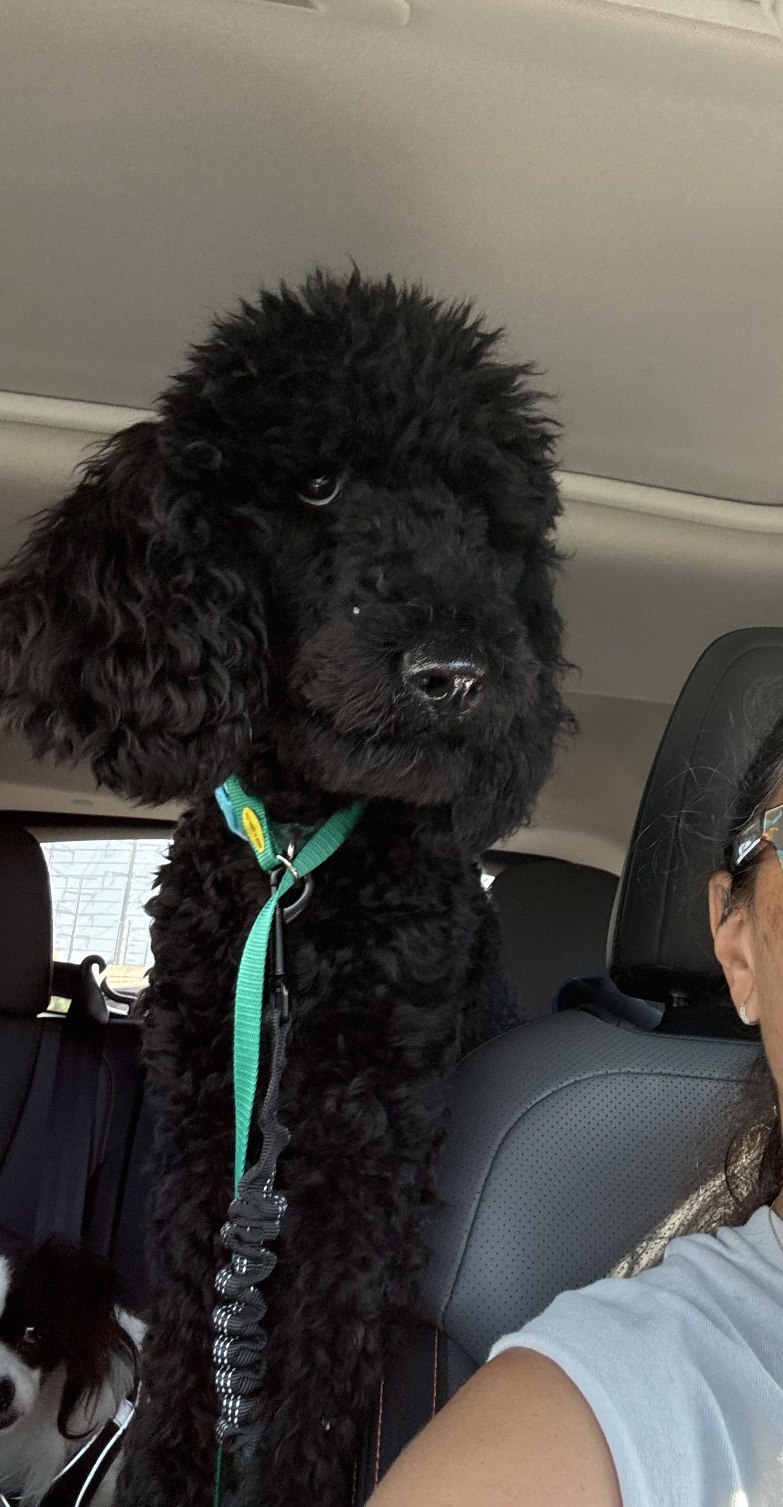 Enlarge IVY, an adopted Poodle in Monroe Township, NJ image 3/5