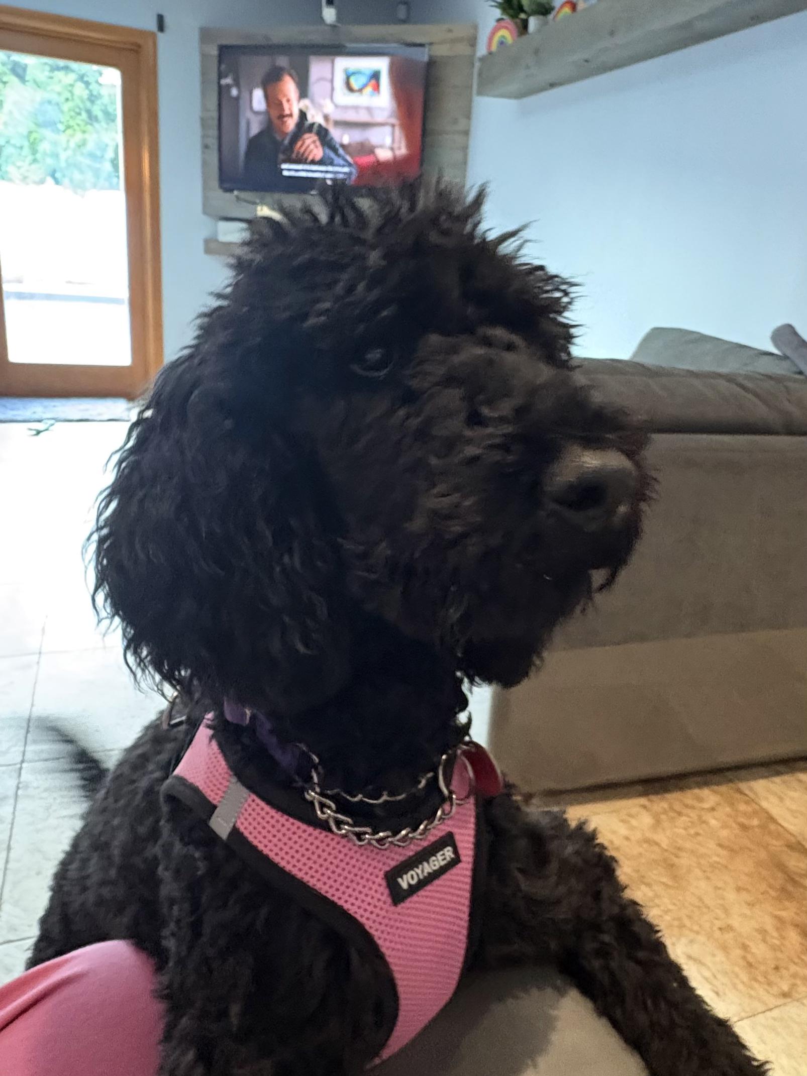 IVY, adopted, Young Female Poodle.