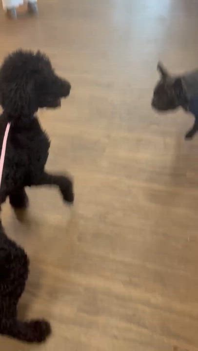 Enlarge IVY, an adopted Poodle in Monroe Township, NJ video 5/5