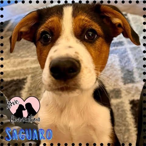 Enlarge Saguaro, an adopted mixed breed in Gilbert, AZ image 1/1