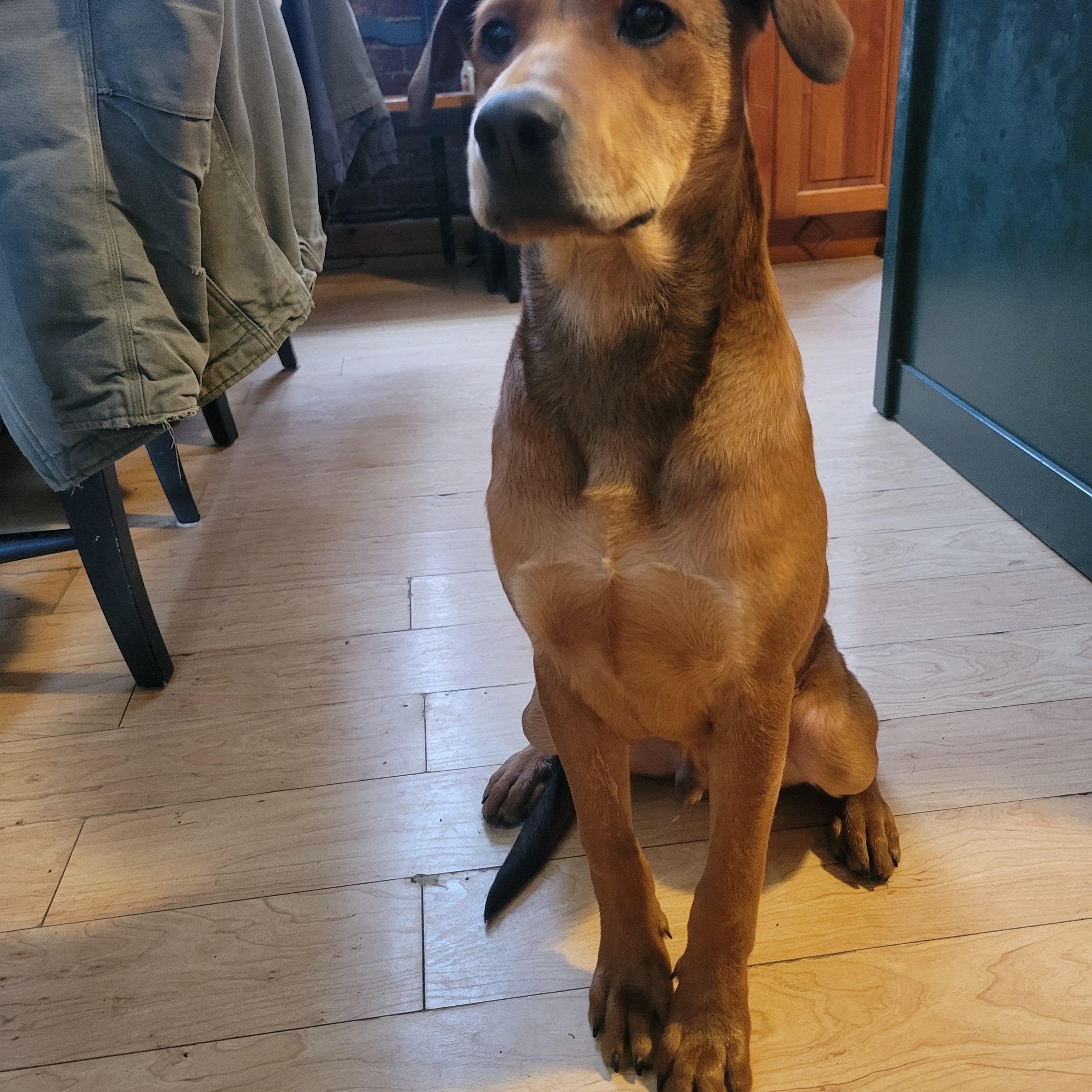 Enlarge Rusty, an adoptable mixed breed in Cumberland, RI image 4/5