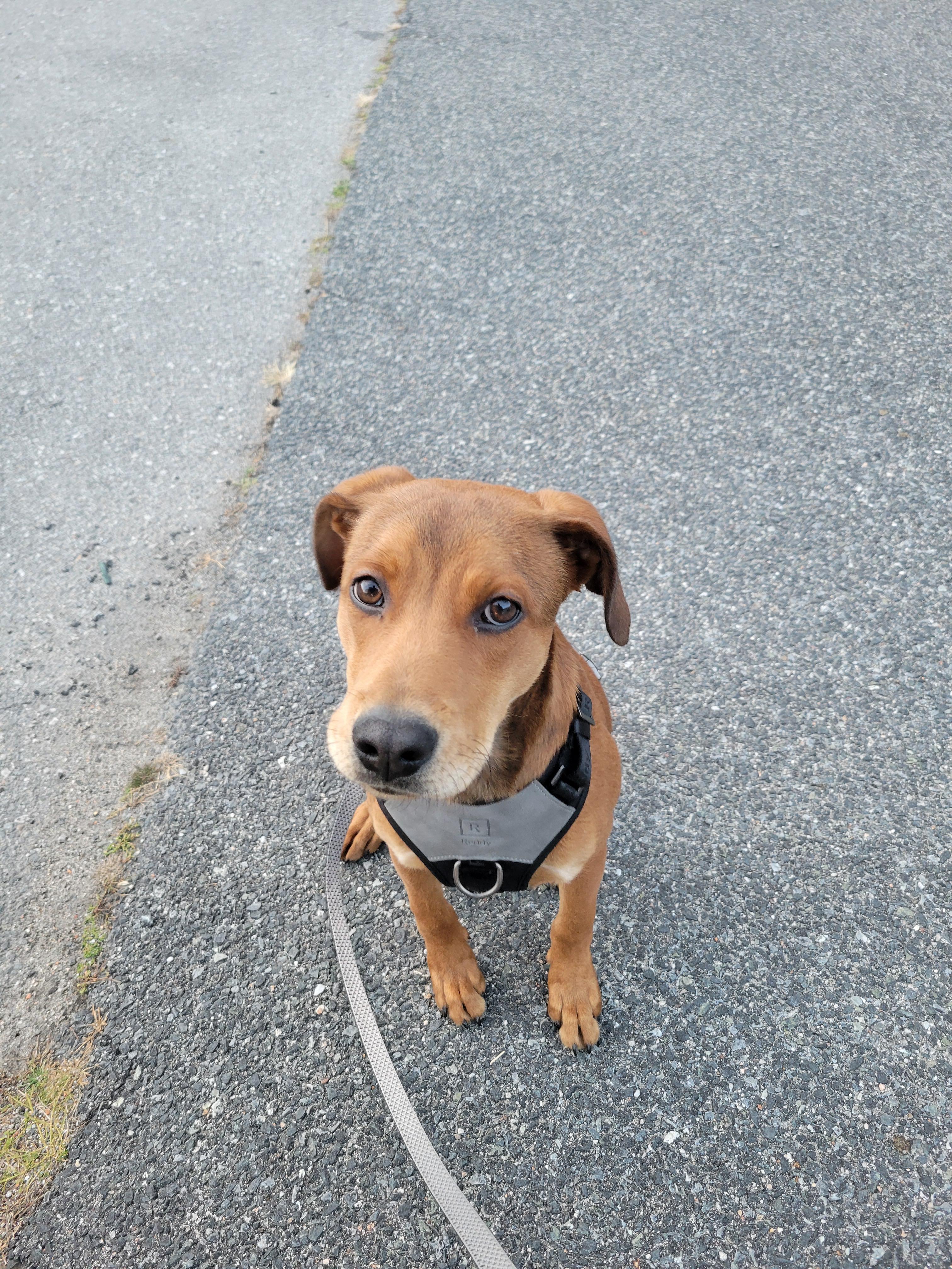 Enlarge Rusty, an adoptable mixed breed in Cumberland, RI image 2/5