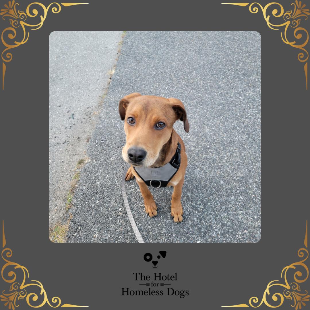 Enlarge Rusty, an adoptable mixed breed in Cumberland, RI image 1/5