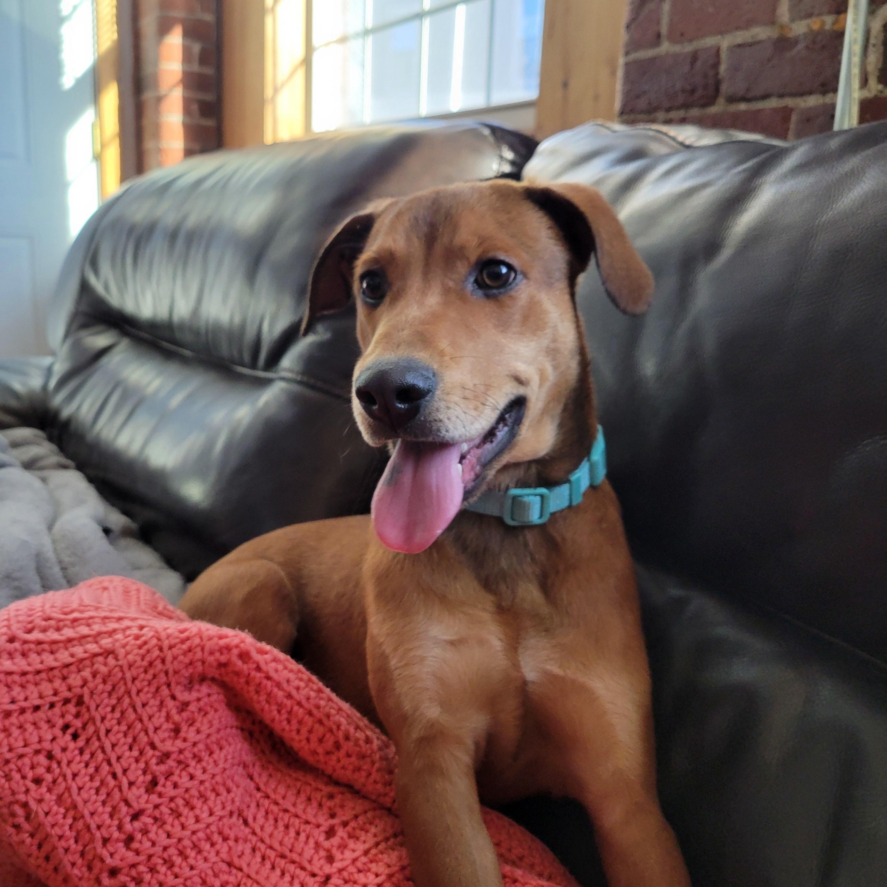 Enlarge Rusty, an adoptable mixed breed in Cumberland, RI image 3/5