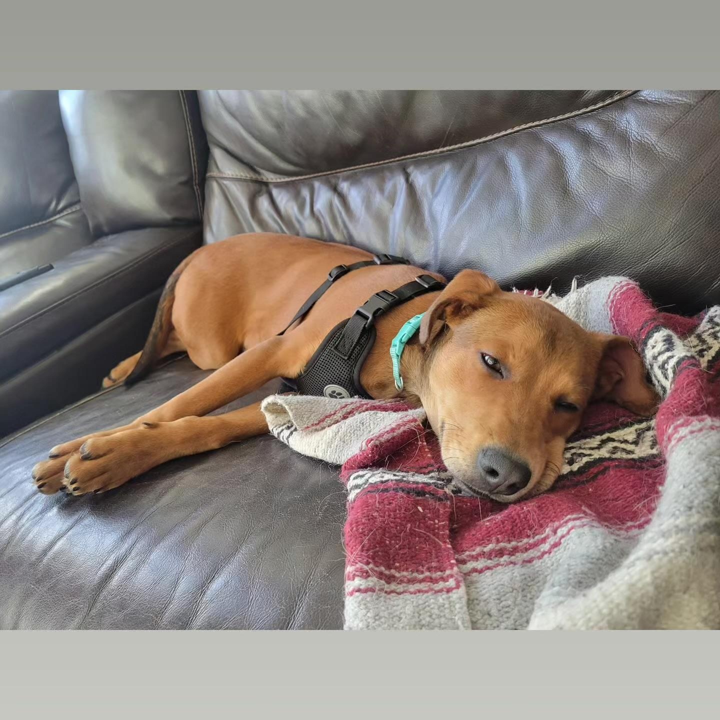 Enlarge Rusty, an adoptable mixed breed in Cumberland, RI image 5/5