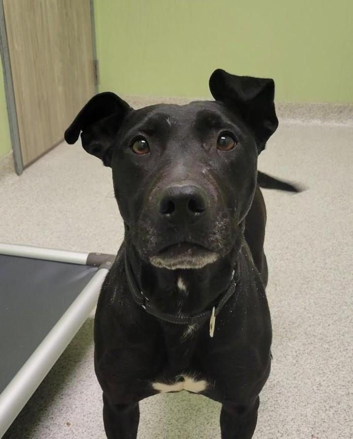 Shiba, Adoptable, Adult Female Mixed Breed.