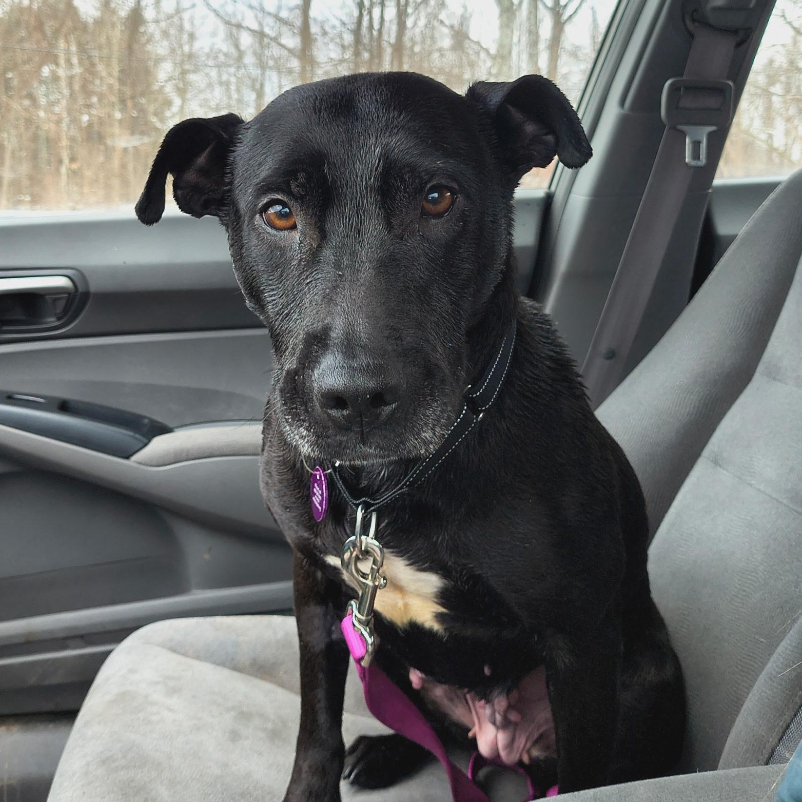 Shiba, Adoptable, Adult Female Mixed Breed.