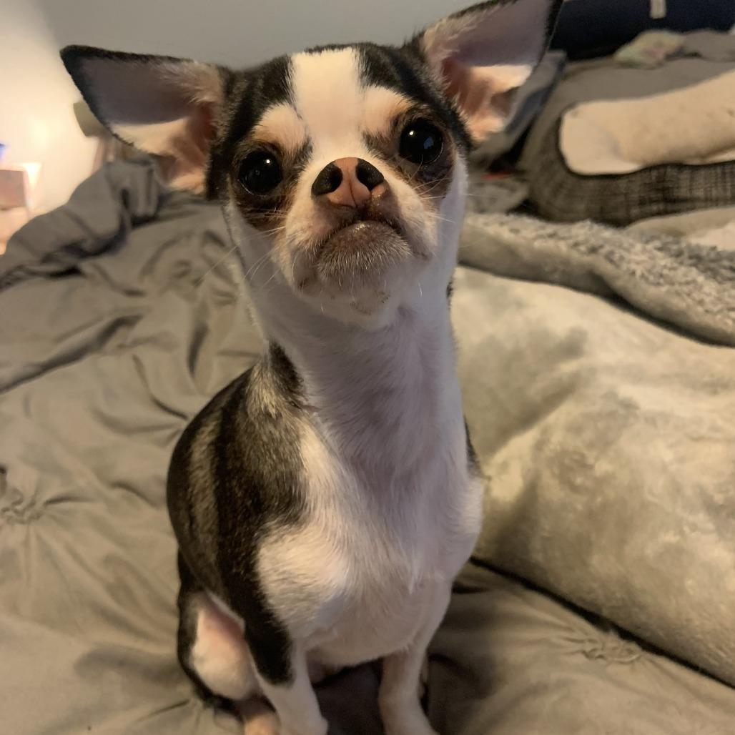 Kira, Adoptable, Adult Female Chihuahua.