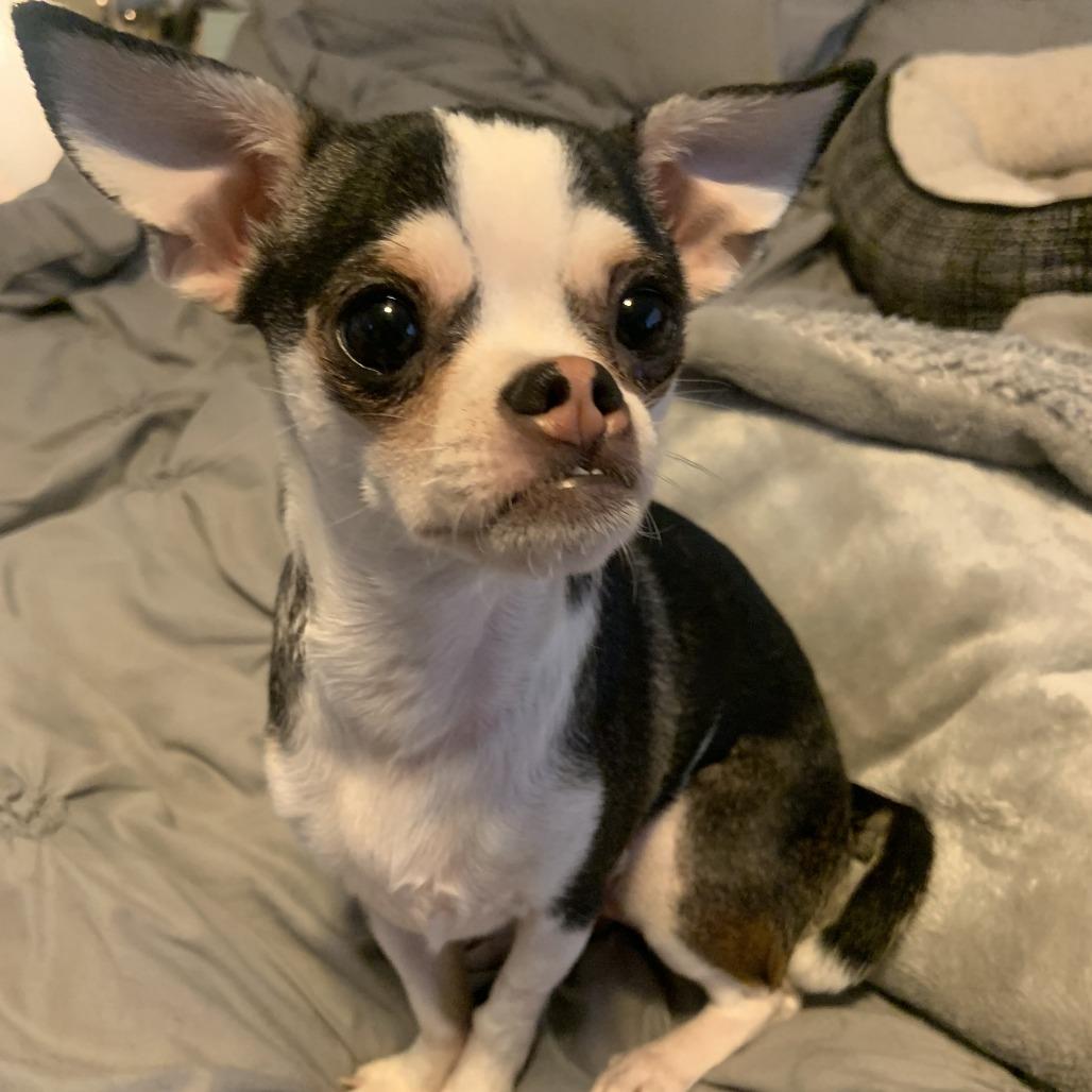 Enlarge Kira, a Adoptable Chihuahua in Las Vegas, NV image 2/3