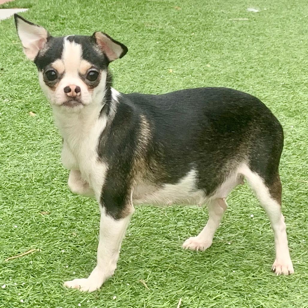 Enlarge Kira, a Adoptable Chihuahua in Las Vegas, NV image 1/1