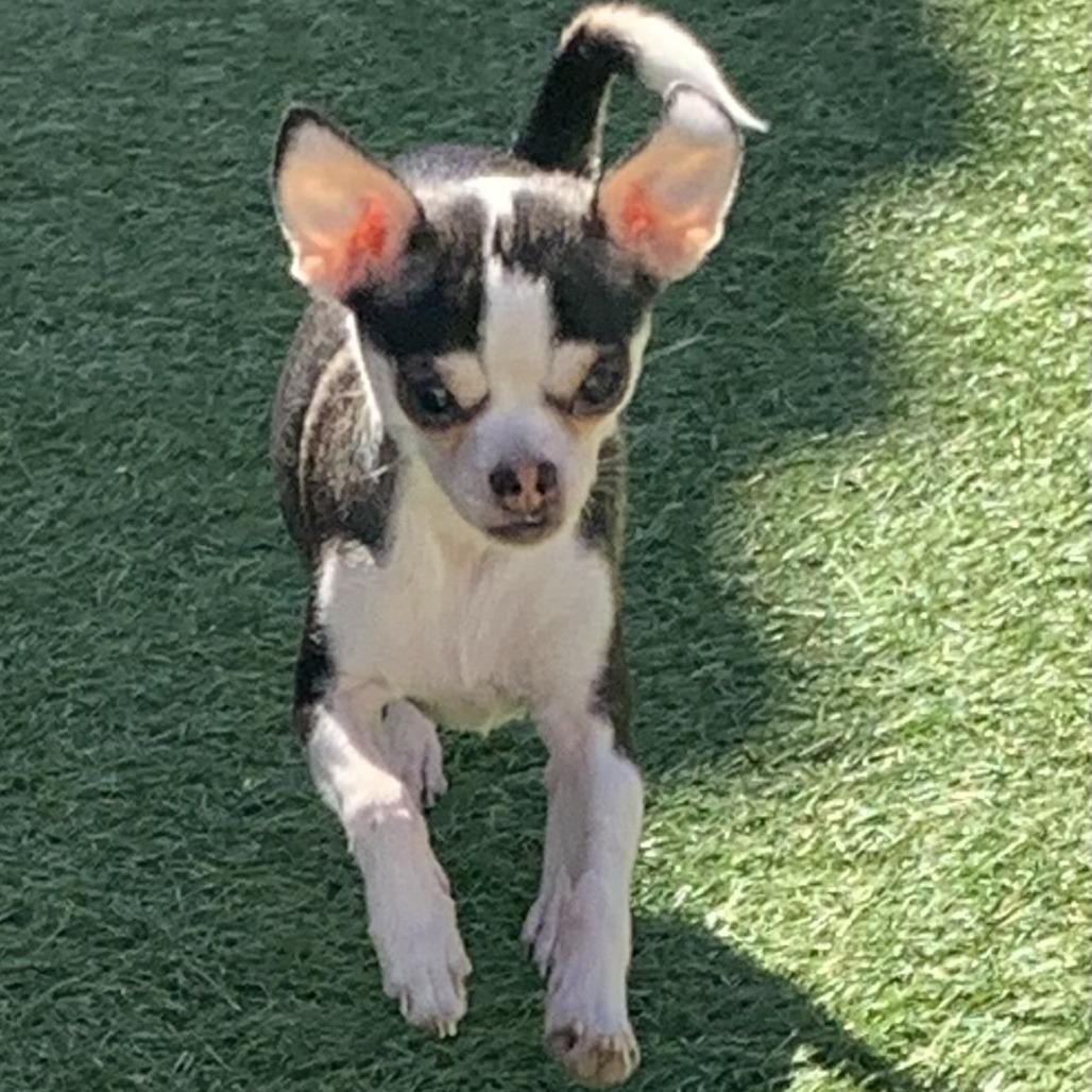 Enlarge Kira, a Adoptable Chihuahua in Las Vegas, NV image 3/3