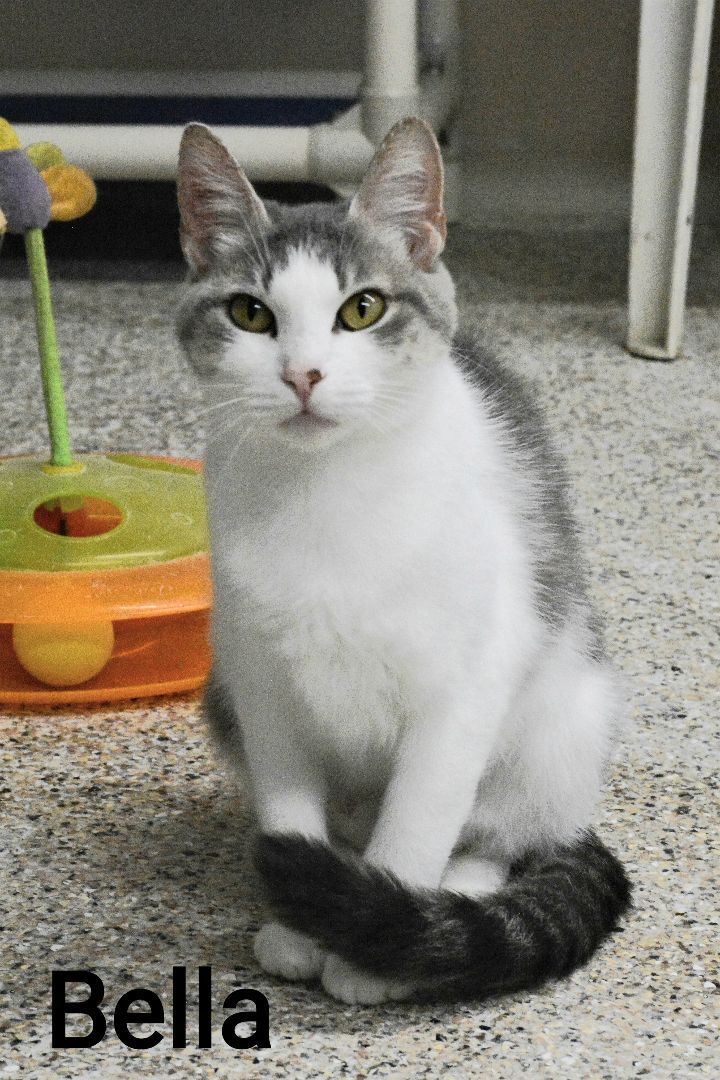 Bella, Adoptable, Adult Female Domestic Short Hair.
