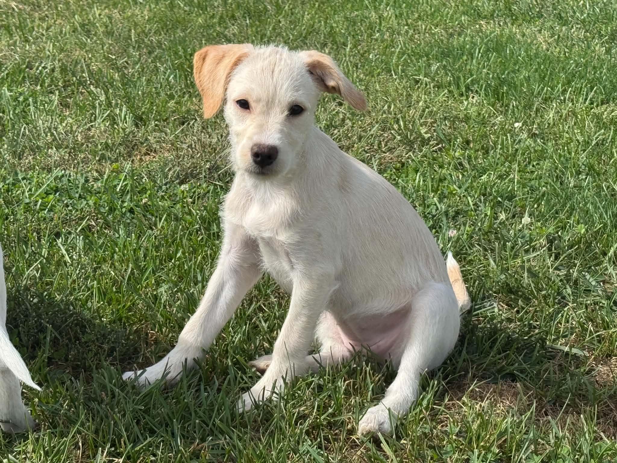 Enlarge Lucy, a Adoptable mixed breed in Lewisville, IN image 1/3