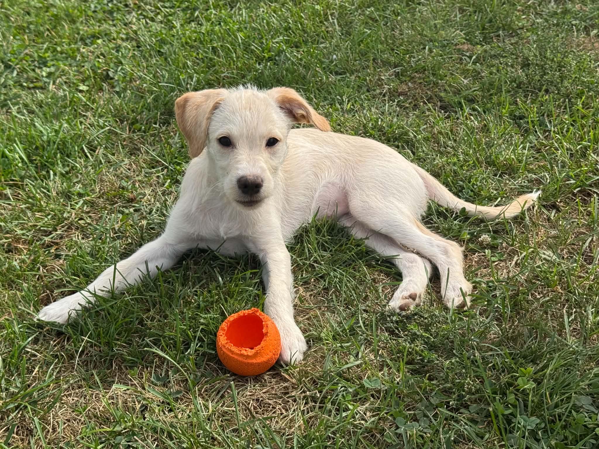 Enlarge Lucy, a Adoptable mixed breed in Lewisville, IN image 2/3