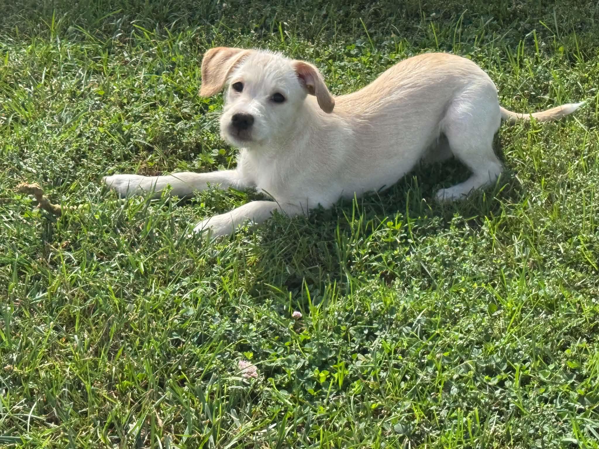 Enlarge Lucy, a Adoptable mixed breed in Lewisville, IN image 3/3