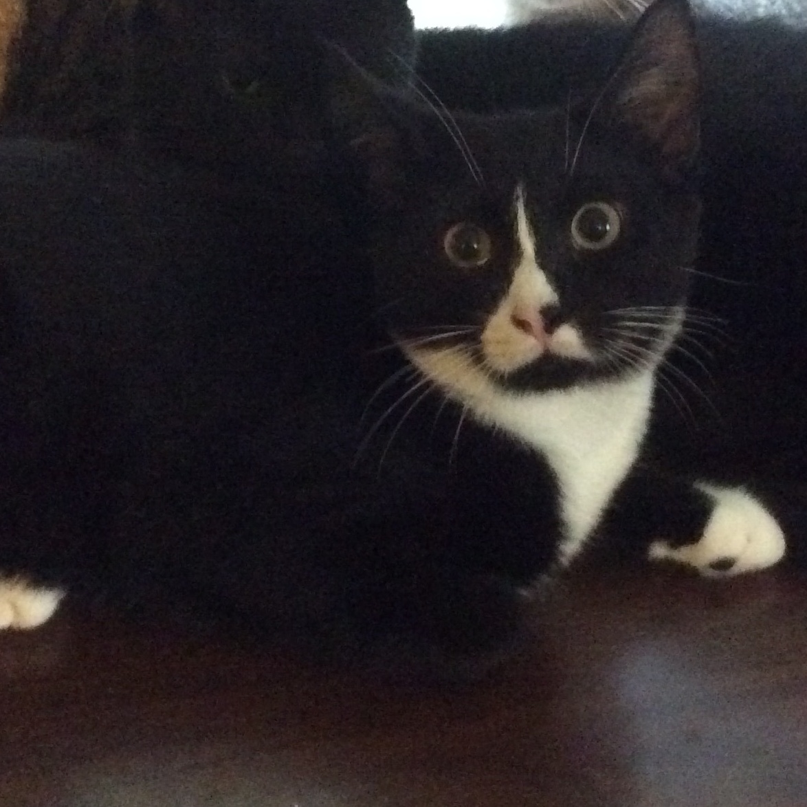 Tej - STILL AVAILABLE!, Adult Male unknown