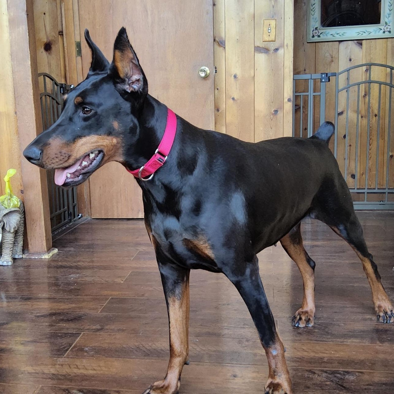 Enlarge Ivy, an adopted Doberman Pinscher in Cleveland, OH image 3/4