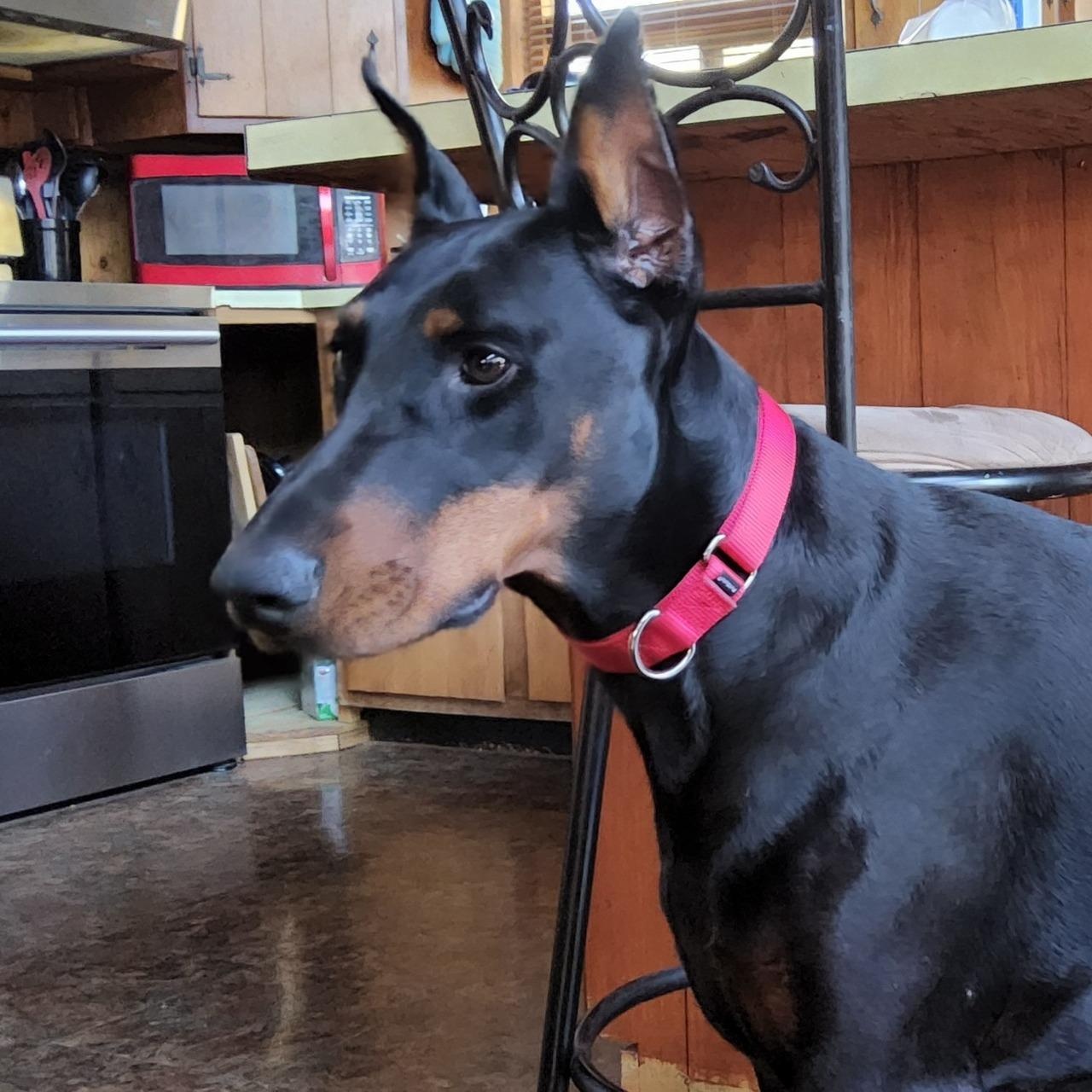Enlarge Ivy, an adopted Doberman Pinscher in Cleveland, OH image 2/4