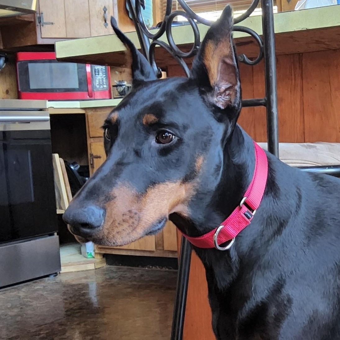 Enlarge Ivy, an adopted Doberman Pinscher in Cleveland, OH image 1/4