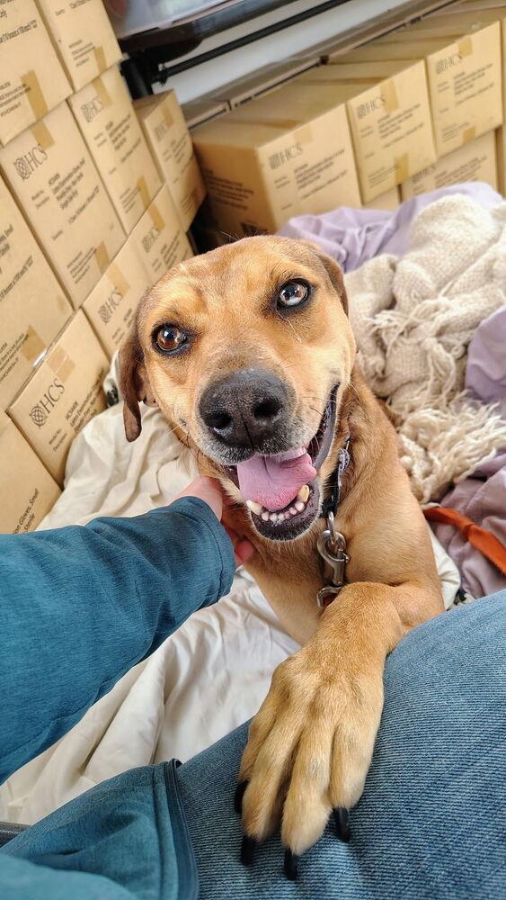 Frannie, Adoptable, Adult Female Coonhound.