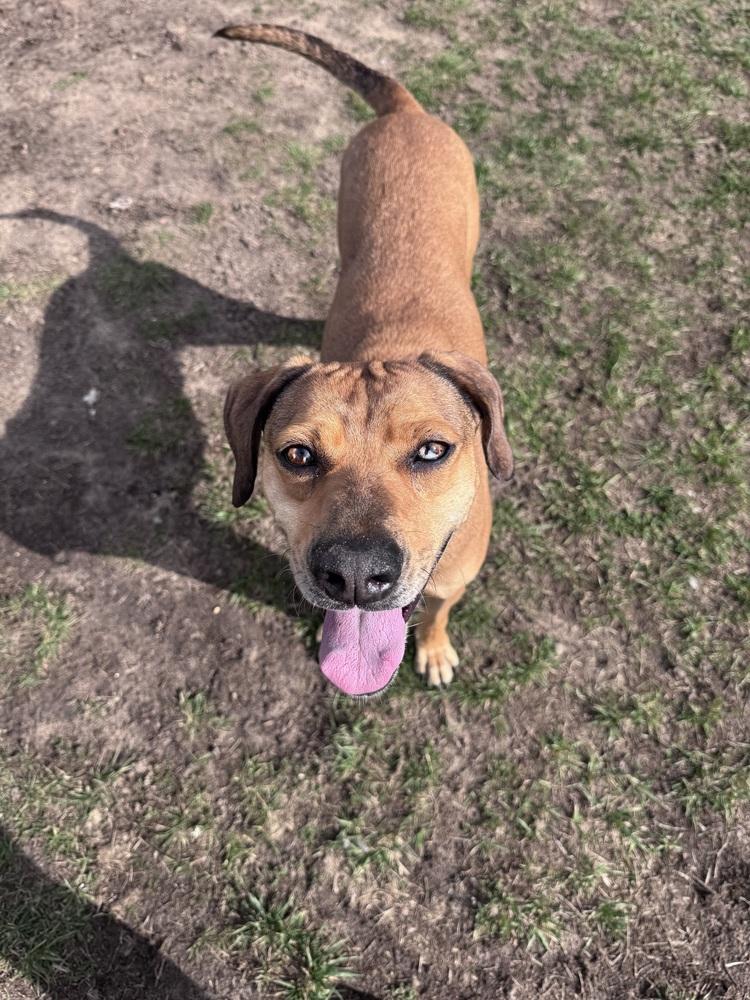 Enlarge Frannie, a Adoptable mixed breed in Kalamazoo, MI image 2/6