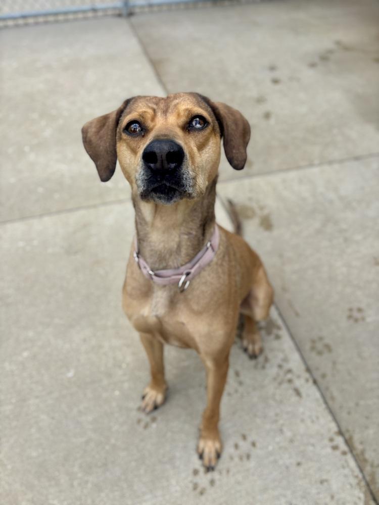 Enlarge Frannie, a Adoptable mixed breed in Kalamazoo, MI image 3/6