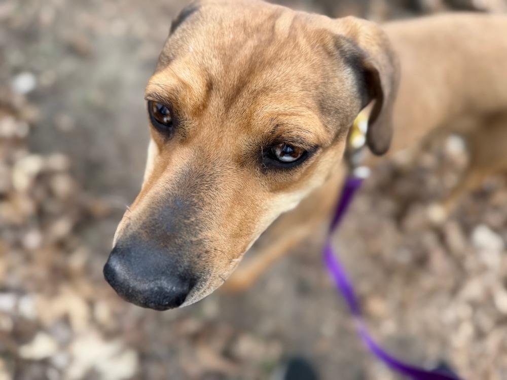 Enlarge Frannie, a Adoptable mixed breed in Kalamazoo, MI image 3/6