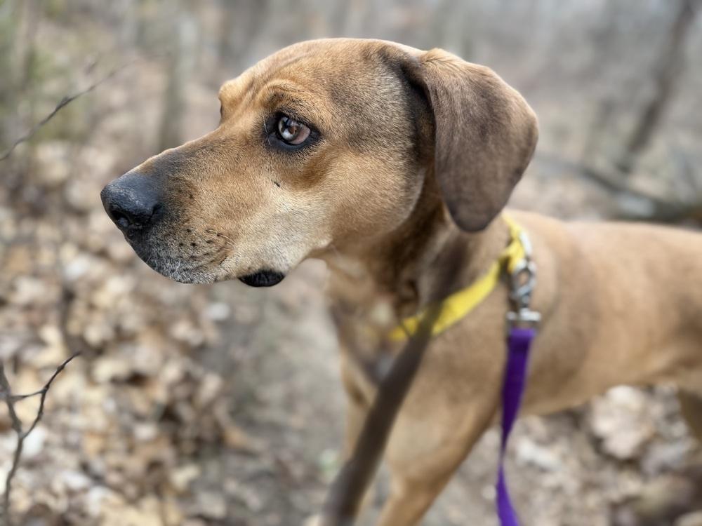 Enlarge Frannie, a Adoptable mixed breed in Kalamazoo, MI image 4/6