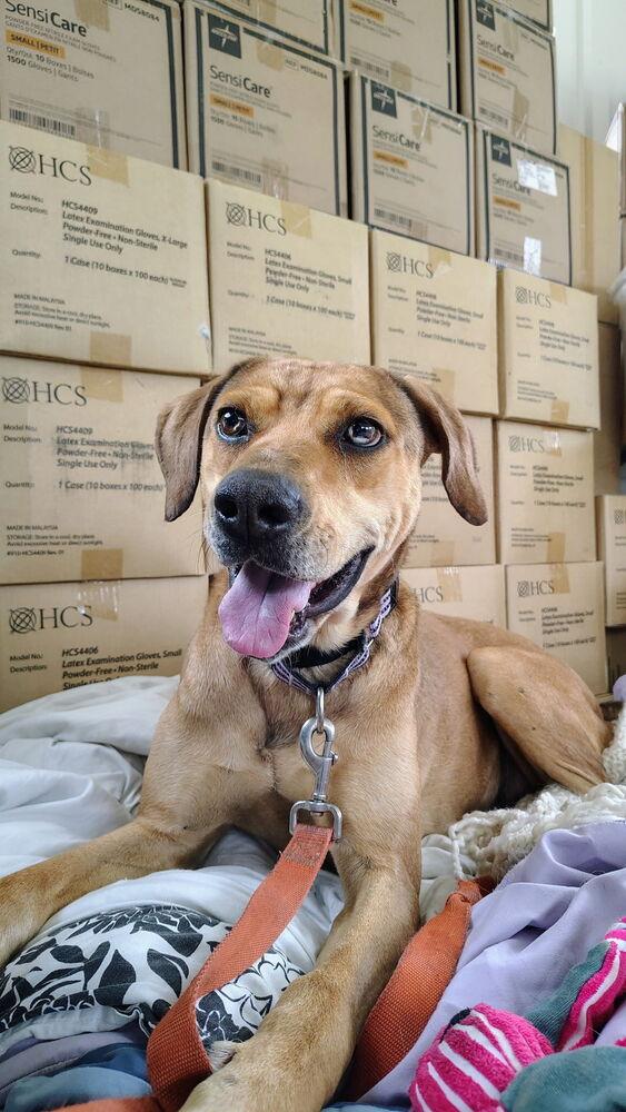 Enlarge Frannie, a Adoptable mixed breed in Kalamazoo, MI image 2/2