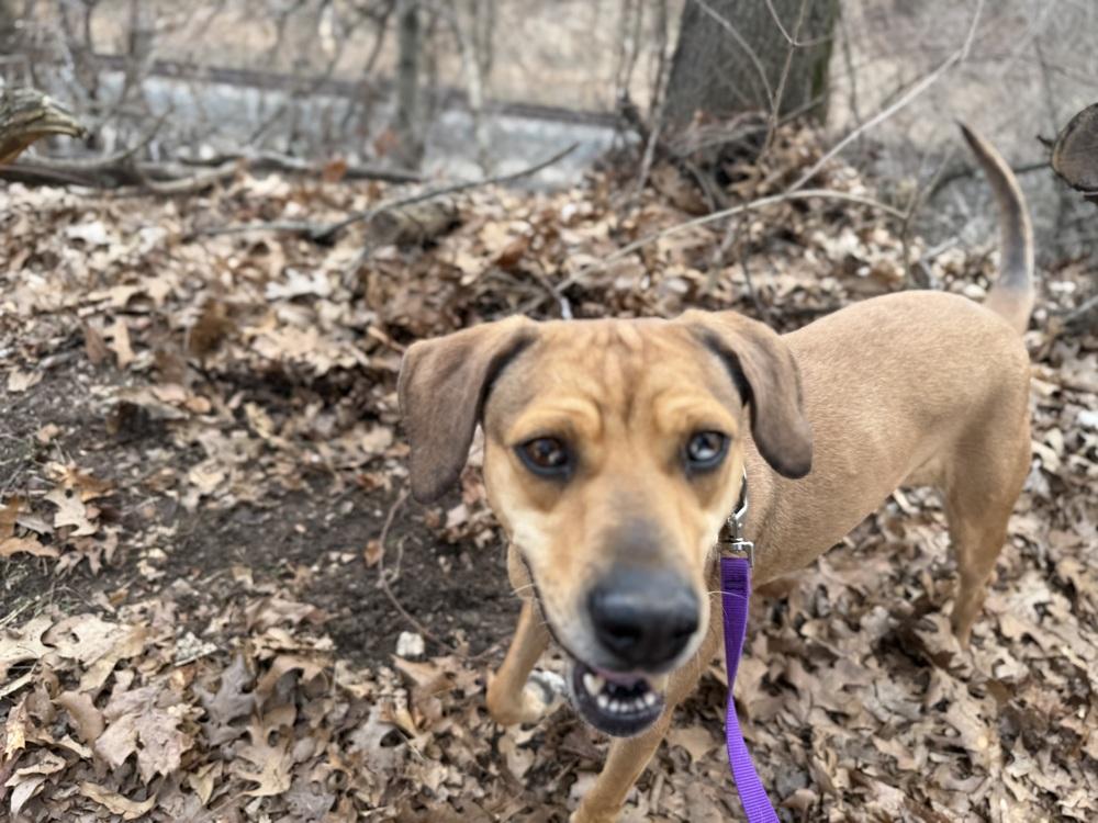 Enlarge Frannie, a Adoptable mixed breed in Kalamazoo, MI image 6/6