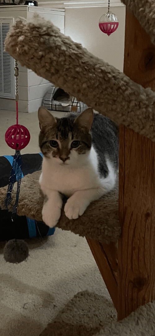 Zippy, a Adoptable Domestic Short Hair in Fountain Inn, SC image 1/6