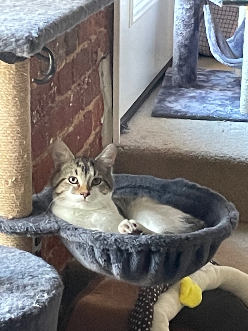 Zippy, a Adoptable Domestic Short Hair in Fountain Inn, SC image 2/6